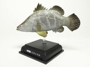 送220円～ 限定品! 四国水族館「アカメ」彩色済 フィギュア & 冊子セット　カプセルトイ 生物 ミニチュア ガチャ ネイチャーテクニカラー