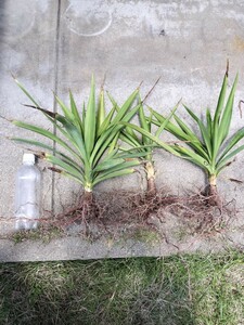 耐寒性　ユッカ エレファンティペス 3本セット　根付き　青年の木　Yucca elephantipes　