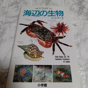 海辺の生物 松久保晃作　/小学館 フィールドガイド 