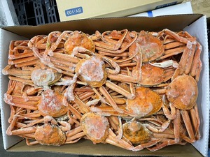 ★数量限定特価！「北海道産！ボイル大ズワイガニ」たっぷり約10kg（１杯あたり200〜350g）身入り、味良く大変オススメです！