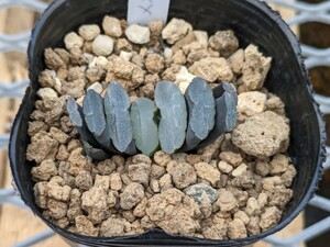 玉扇　麒麟 x 大久保No.1 ハオルチア　ハオルシア　Haworthia　多肉植物