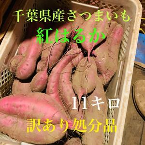 千葉県産さつまいも　紅はるか11キロ　処分品36