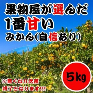 みかん 果物屋が本気で選んだ有田みかん 5㎏ 産地直送 早生蜜柑 濃厚 甘い 高糖度 和歌山 甘い 高糖度 超濃厚 魅惑 売り切れご免 A17