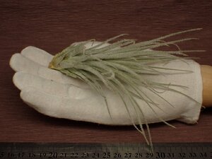 Tillandsia tectorum Peru チランジア・テクトラム ペルー 465★エアプランツDF