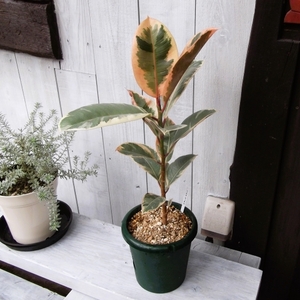 現物出品【フィカス・ティネケ＊Ficus elastica Tineke＊斑入りゴム】５号