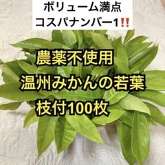 農薬不使用　温州みかんの若葉　枝付100枚