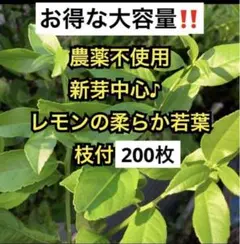 農薬不使用　レモンの柔らか若葉　枝付200枚