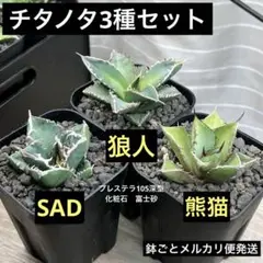 【チタノタ3種セット】アガベ　SAD 狼人 熊猫　鉢ごとメルカリ便発送