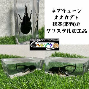 ネプチューンオオカブト標本クリスタル加工済み