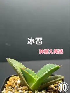 アガベ　チタノタ　冰雹　ブツブツ系‼️鉢植え発送‼️ 10