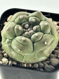 astrophytum asterias cv. kikko nudum アストロフィツム 大疣亀甲瑠璃兜 実生 