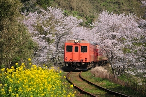  鉄道 デジ 写真 画像 いすみ鉄道 キハ28 52 桜 2018年 2