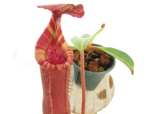 【最新★オリジナル実生】N.[glandulifera × (eymae × veitchii)]× edwardsiana kinabalu 2.5号【現品限り】ネペンテス 食虫植物_17195