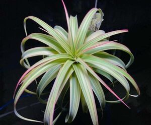 【Frontier Plants】【現品】チランジア・エリックノブロック ヴァリエガータ T. Eric Knobloch Variegated