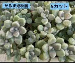 多肉植物 だるま姫秀麗 カット苗　5カット