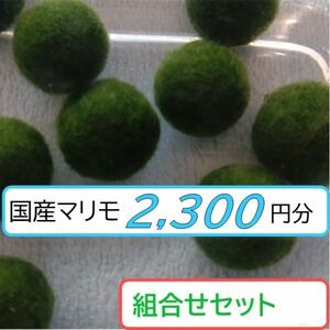 【国産まりも2,300円分】混植可能 ミクロソリウムsp ブセファランドラsp.ブラウニーゴースト