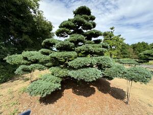 五葉松 植木 庭木 日本庭園 銘木 リアルアート 千葉発 現物確認対応