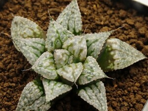 ■[W067]Green Wolf×メアリー　実生　未繁殖　ヤマト運輸 【多肉植物　Haworthia　ハオルチア　ハオルシア】