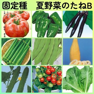 固定種夏野菜の種B◆大玉トマト+ピーマン+ナス+オクラ+つるなしインゲン+マクワウリ+節成キュウリ+ミニトマト+リーフレタス