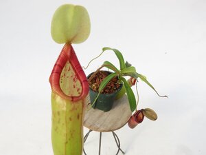 N.ovata CV オス 2.5号【現品限り】ネペンテス 食虫植物_17016