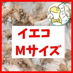 Mサイズ 【100匹＋20% 増量】送料込み1000円 イエコ　ヨーロッパイエコオロギ　送料無料　