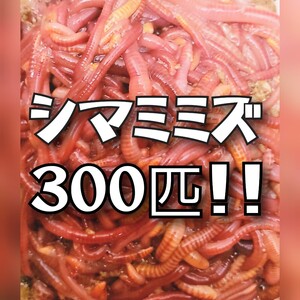 シマミミズ300匹