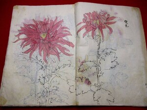 b067◇ 菊写生帖　約110ページ　九皐堂画　明治期　本草　植物　肉筆画　粉本　和本 古書 古文書