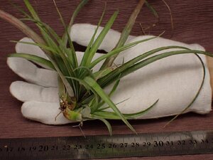 Tillandsia 