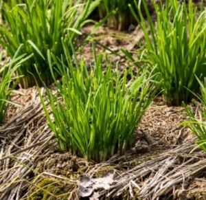 ニラ　球根20球　無農薬　多年草　一度植えると毎年収穫できる野菜