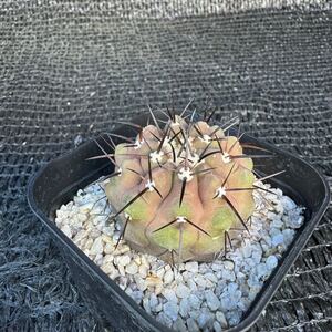 狐竜丸 実生Copiapoa cinerea v. columna-alba