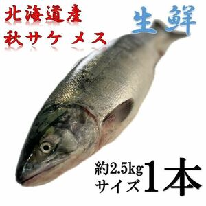 【北海道産】秋鮭メス　1本（約2.5ｋｇ）　生鮮品　筋子入り　冷蔵品　アキサケ　さけ　鮭　秋サケ