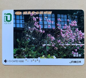 【使用済】 花イオカード JR東日本 10月 瑞泉寺の秋明菊