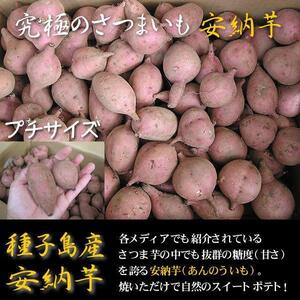 ワケアリ 農薬栽培期間中不使用 種子島産安納芋3Sプチサイズ5キロ