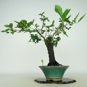 盆栽 老爺柿 樹高 約23cm ろうやがき Diospyros rhombifolia ロウヤガキ 実物 雌木 カキノキ科 落葉～半落葉樹 観賞用 現品