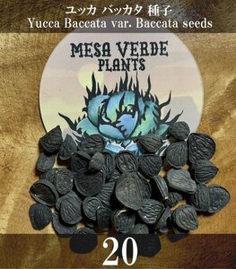ユッカ バッカタ 種子 20粒+α Yucca Baccata var. Baccata 20 seeds +α 種