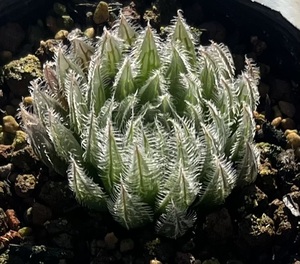 ハオルチア　Haworthia villosa