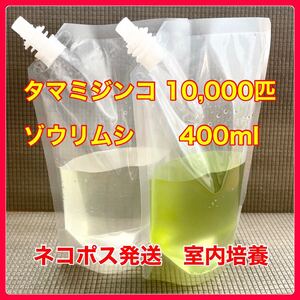 タマミジンコ　10,000匹　ゾウリムシ 400ml 生き餌　加温めだか　金魚　らんちゅう　産卵促進　色揚げ　育成スピードUP