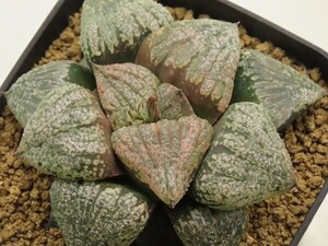 ■[Y050]OZ大型×雲彩　実生　未繁殖【多肉植物　Haworthia　ハオルチア　ハオルシア】