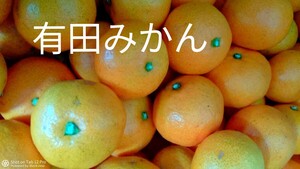 本物 有田みかん 6Kg サイズ混合 訳あり 和歌山県有田市内産 特産品 名産品 旬 フルーツ 家庭用 安全 果物 定番 名物 ミカン 柑橘類 C