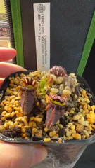 セファロタス　HMZ×SOHG 識別MONCH【食虫植物】【CEPH24-0192】