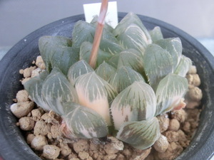  【種子】 多肉植物 ハオルチア 満月 × 残雪オブツーサ錦　5個　ハオルシア 【Haworthia】