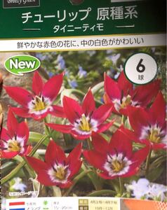原種系チューリップ　タイニーテイモ球根6個
