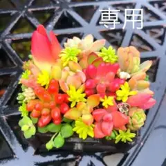 そのまま飾れる多肉植物寄せ植え　ミニ　管理書付