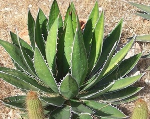 【種子】アガべ ガルシアメンドーサ　Agave garciae-mendozae 種子10粒【送料無料】