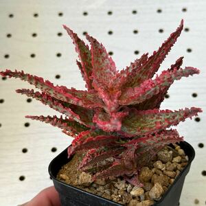 アロエ 実生 ハイブリッド 多肉植物 Aloe hybrid 63