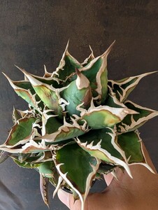 【AGAVE TITANOTA sierra mixteca white thorns compact】親株出品　アガベ　チタノタ　子株7個つき