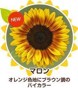 【花の種】３０粒　サンリッチマロン　珍しいオレンジにブラウン調の二色咲きひまわり　４種郵便にて発送