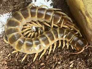 【ラスト】Scolopendra gigantea gold全長20cm程 アルバゴールドセンチピードタランチュラサソリムカデカマキリマンティスヒヨケムナナフシ