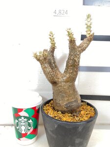 4824 「塊根植物」パキポディウム エニグマティクム 植え【発根・Pachypodium enigmaticum・多肉植物】