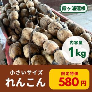 お試しSサイズ 茨城県産泥付きれんこん霞ヶ浦蓮根 送料全国一律410円②